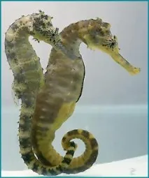 Розмноження Морських ковзанів голок