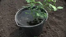 Роза Вільям Шекспір, фото, опис та відгуки шекспір