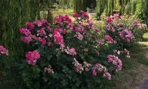 Роза Вільям Шекспір, фото, опис та відгуки вільям