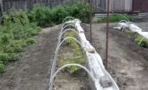 Роза Вільям Шекспір, фото, опис та відгуки шекспір
