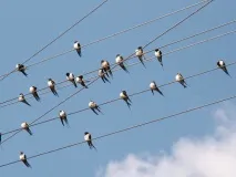 стриж