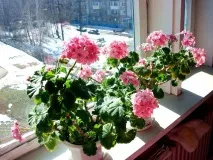 Найсприятливіші кімнатні рослини, які приносять удачу та добробут у сім’ю приносять