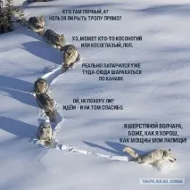 Малюємо акулу малюємо
