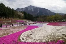 квітів
