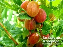 грозде тайни