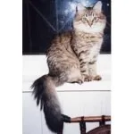 котка сибирска