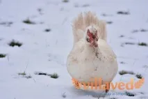 Вміст індокачок взимку в домашніх умовах індокачок