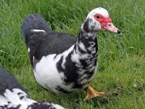 закрито зимата