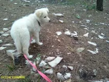 кученца кучета
