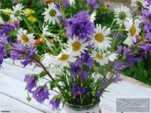 Казка про закоханого дзвіночка та ромашки ромашки