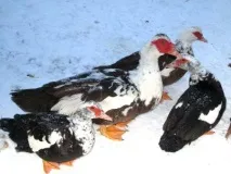 Зміст індокачок взимку в домашніх умовах домашніх