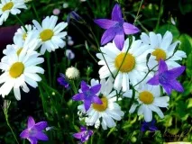 Казка про закоханого дзвіночка та ромашки дзвіночка