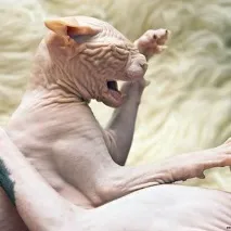 сфинкс котките