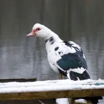 вътрешно зимно