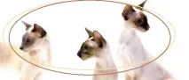 котка котка