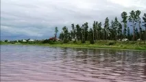 цвят цвят