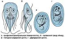 Засоби з березового листя від лямблій - Лікування в домашніх умовах листя