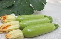 тиквички описание