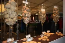 Спеціалізована виставка-ярмарок Картопля-2016 у Чебоксарах, фото картопля-2016