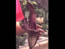 цветя същества