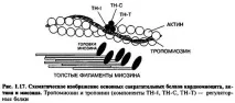 сдвояване миозиновата глава