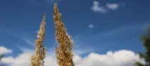 проблем проблем
