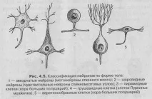гръбначния мозък гръбначния мозък