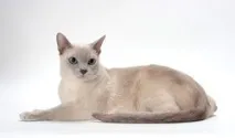 описание тонкинезис