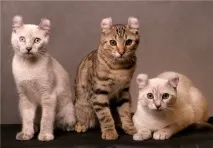 котки