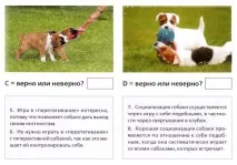 Тест 11 - Як грати з собакою собакою