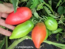Томат «Супемодель» опис та характеристика, вирощування, фото опис