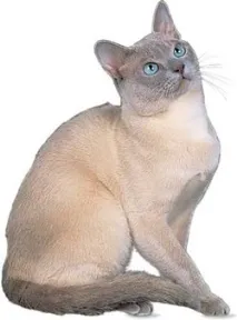котка тонкинезис