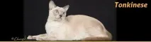 описание котка