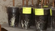 Добриво Райкат Старт старт