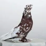 гълъби видове