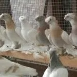 видове гълъби