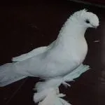 голуби