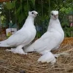 узбекски основни