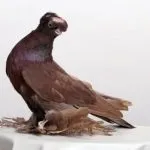 узбекски гълъби