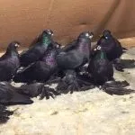 узбекски видове