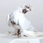 видове основни