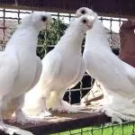 узбекски видове