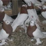 гълъби основни