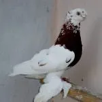 бійні
