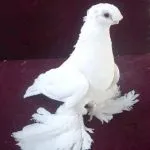 видове узбекски