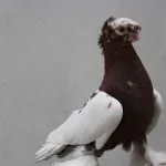 голуби