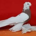 гълъби видове