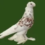 узбекски гълъби