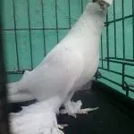основни гълъби