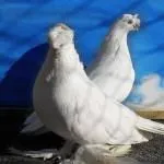 бійні